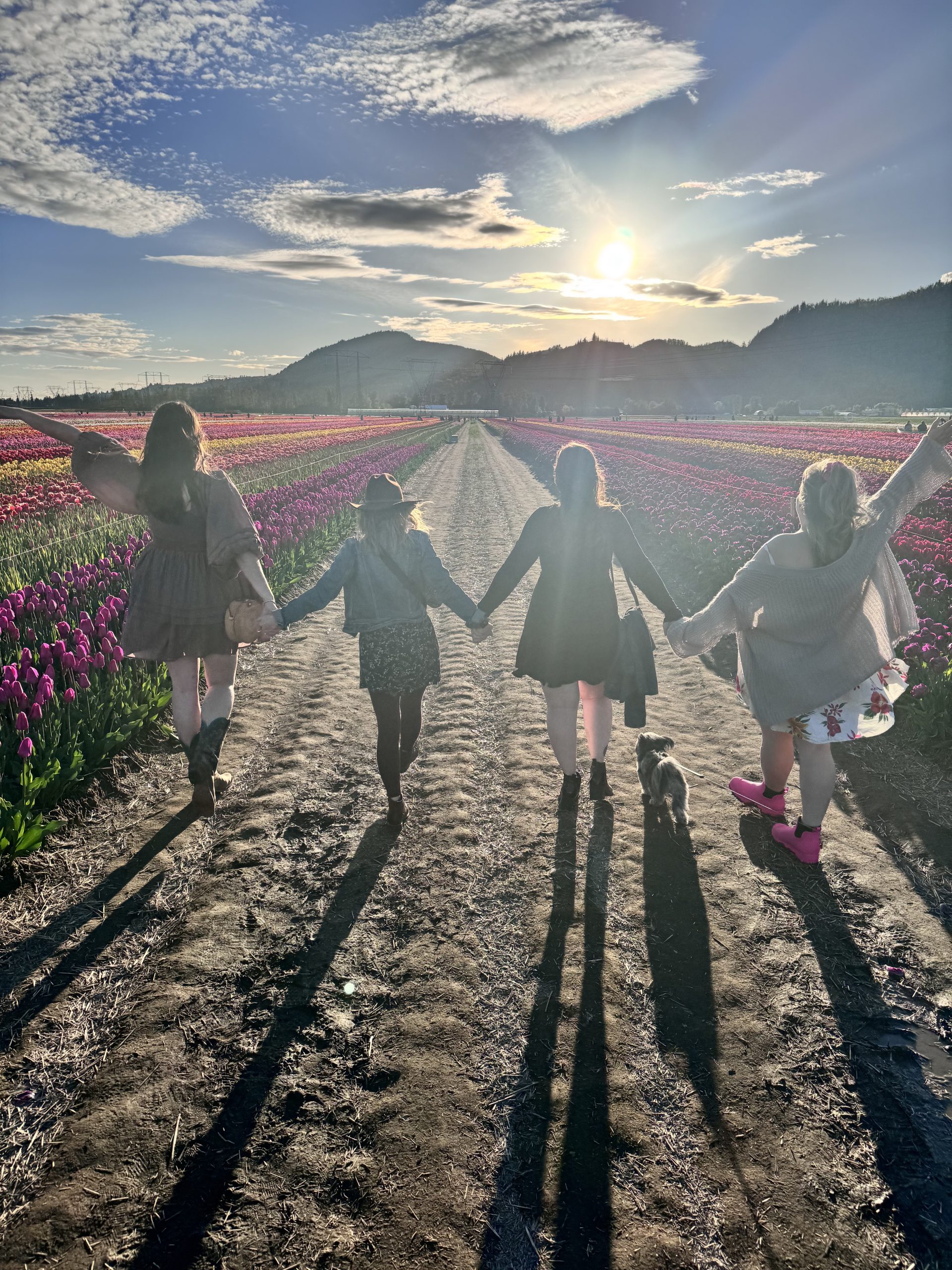 Abbotsford tulip festival